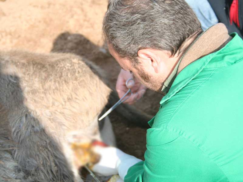 La castración de caballos en campo es uno de los procedimientos quirúrgicos ambulatorios más habituales. JRO Veterinario Equino como servicio ambulante equino en Huelva, Badajoz, Sevilla Cádiz y sur de Portugal.