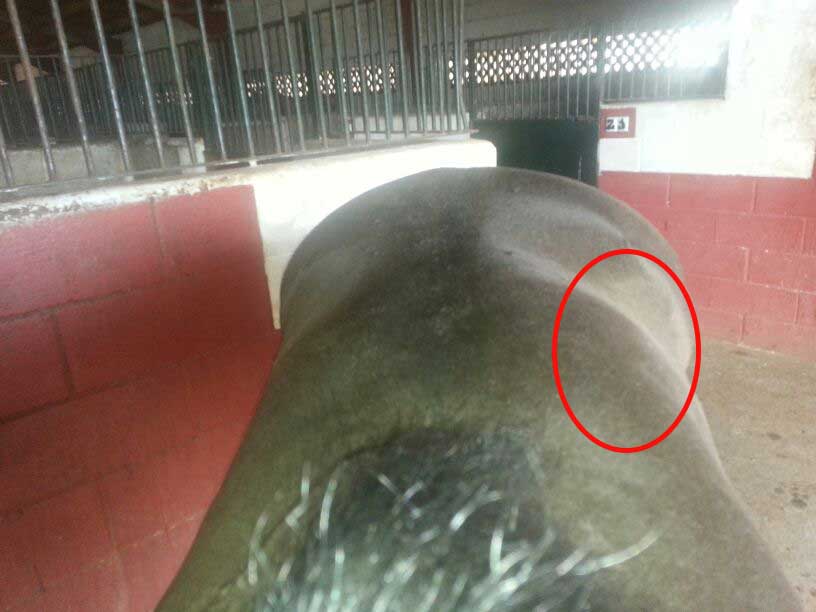 Cirugía de campo para caballos. JRO Veterinario Equino como clínica móvil para caballos en Huelva, Badajoz, Sevilla Cádiz y sur de Portugal.