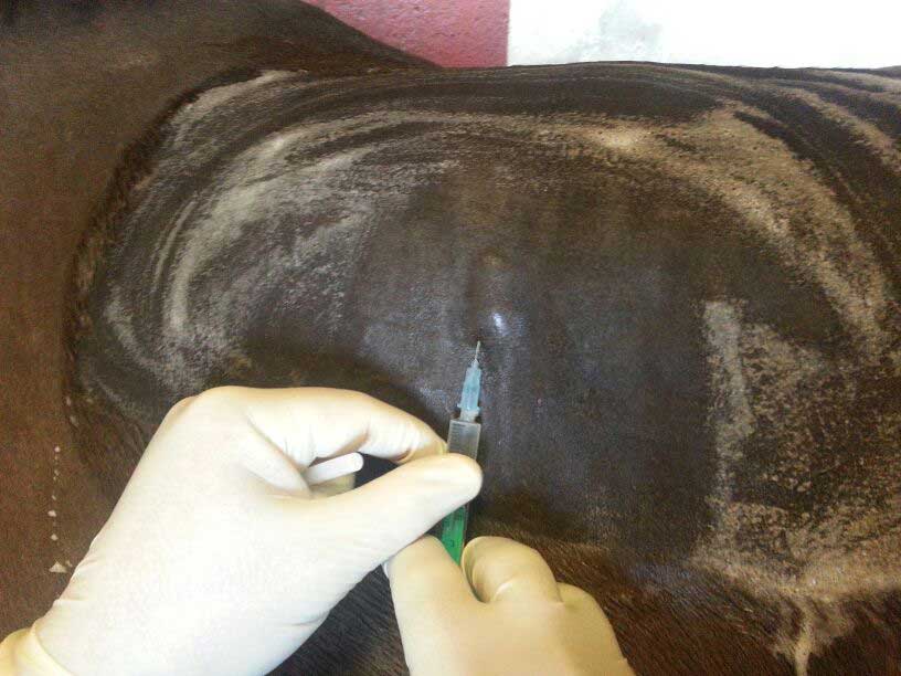 Cirugía de campo para caballos. JRO Veterinario Equino como clínica móvil para caballos en Huelva, Badajoz, Sevilla Cádiz y sur de Portugal.