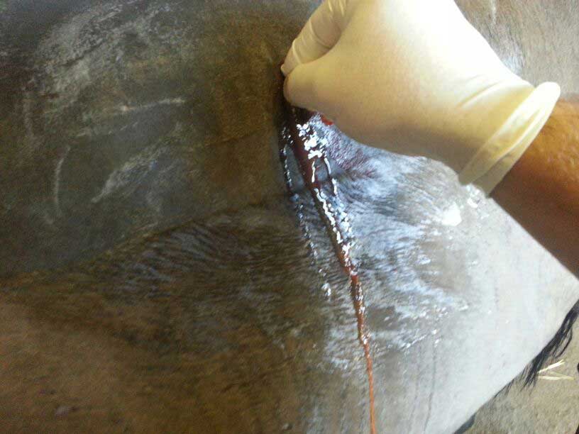 Cirugía de campo para caballos. JRO Veterinario Equino como clínica móvil para caballos en Huelva, Badajoz, Sevilla Cádiz y sur de Portugal.