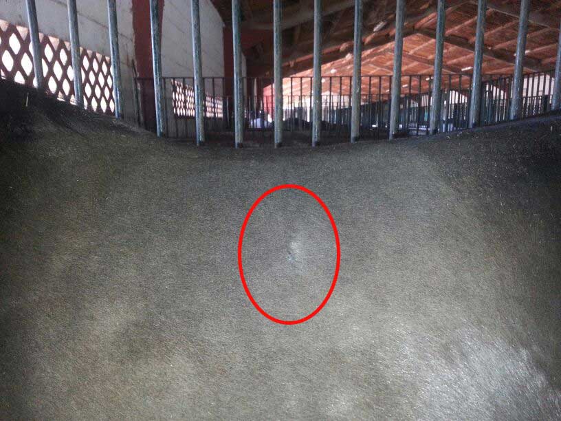 Cirugía de campo para caballos. En este caso, el veterinario Jose Luis Rubiales trata el absceso de este caballo en la región dorsal. JRO Veterinario Equino como clínica móvil para caballos en Huelva, Badajoz, Sevilla Cádiz y sur de Portugal.