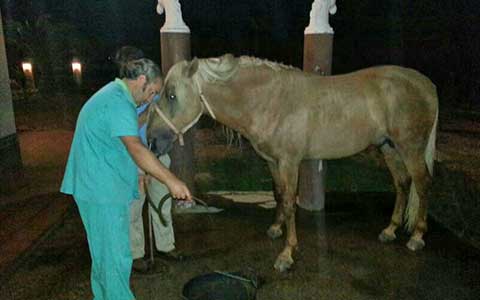 Cólico en caballos. Veterinario Jose Luis Rubiales atención veterinaria para cólicos en caballos en Huelva, Sevilla, Cádiz, Algarve y Badajoz