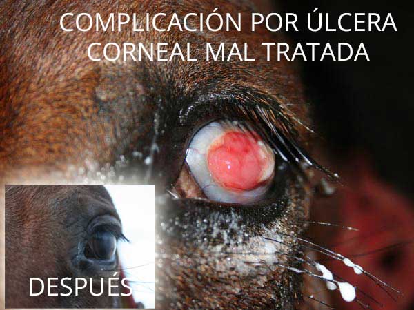 Veterinario en Huelva para lesiones oculares en caballos