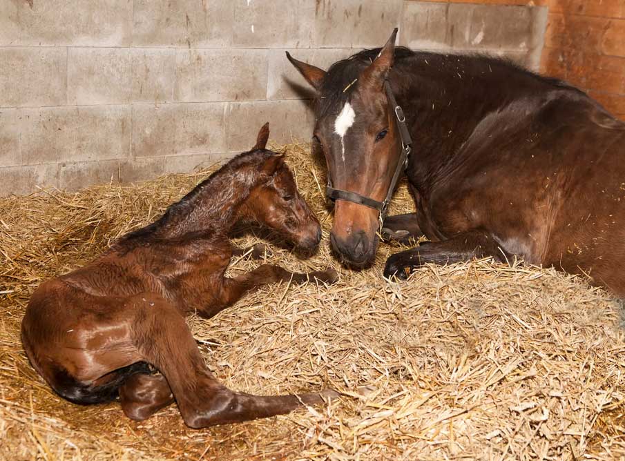 Servicio de reproducción equina enHuelva, Sevilla, Cádiz, Badajoz y el Algarve portugués: control del ciclo, inseminación, diagnóstico de gestación y seguimiento veterinario en campo con JRO Veterinario Equino.